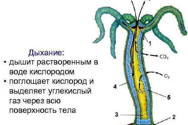 Kraken https что это